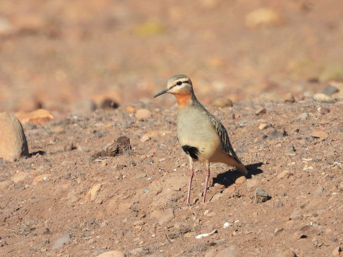 Tawny-throated Dotterel - ML590362451