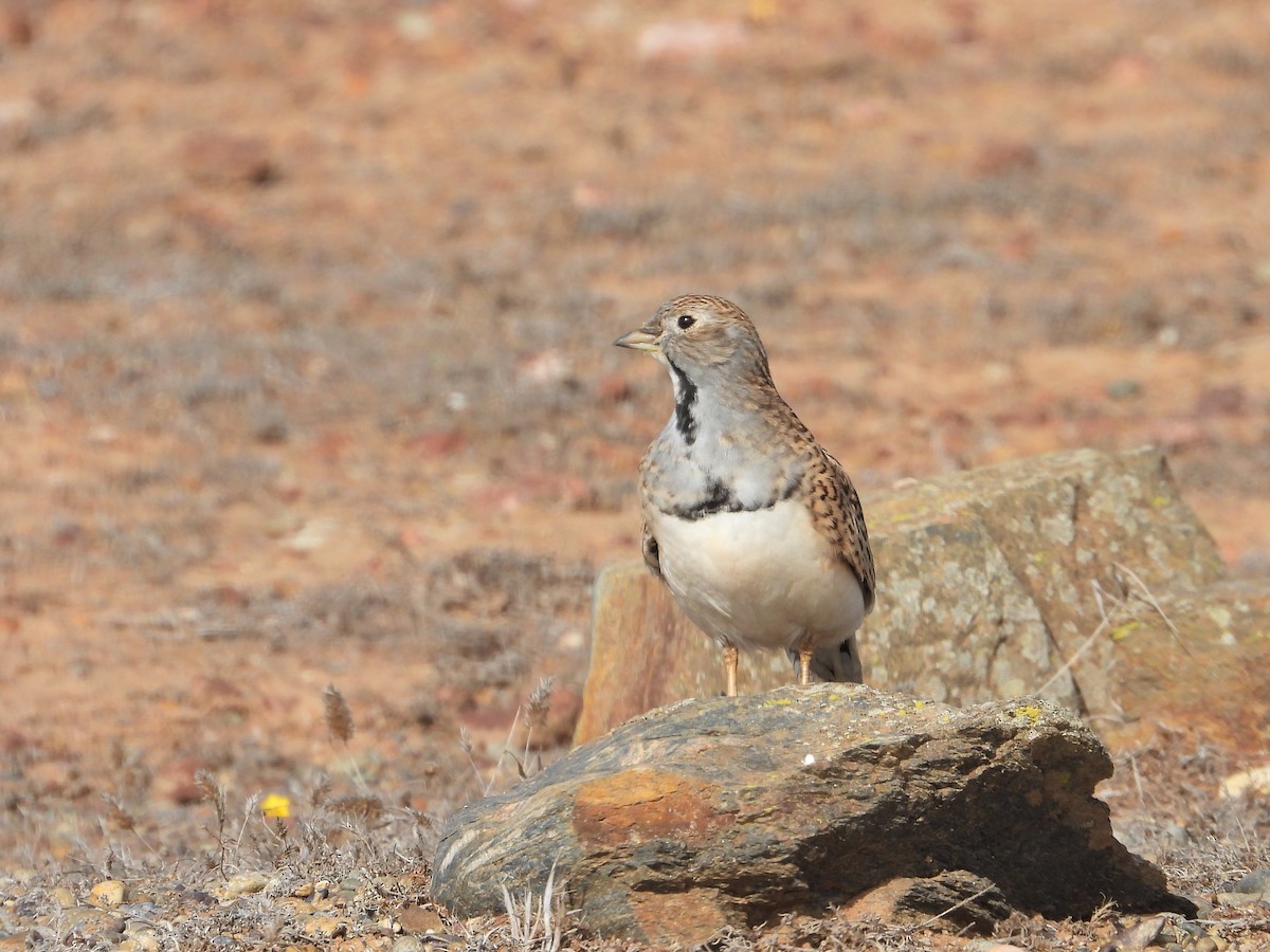 Least Seedsnipe - ML590362631