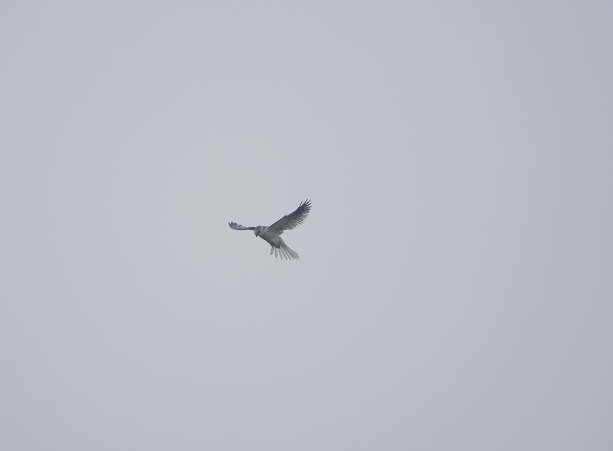 White-tailed Kite - ML590363171