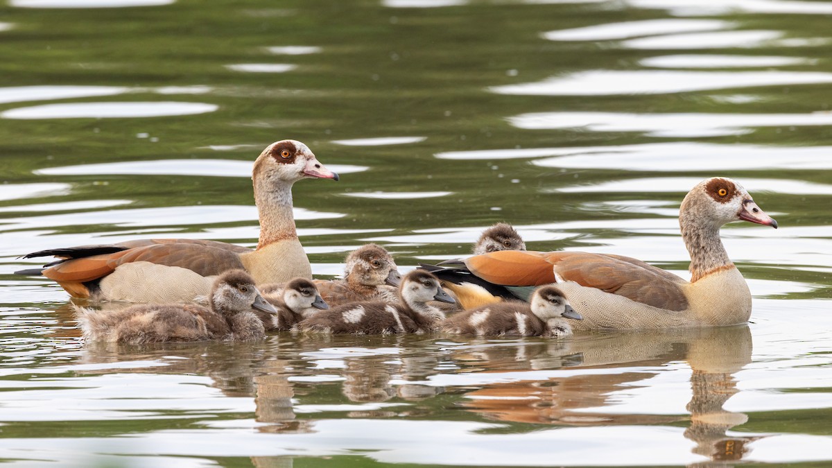 Egyptian Goose - Gaurav Manglik