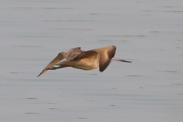 Marbled Godwit - ML590363771