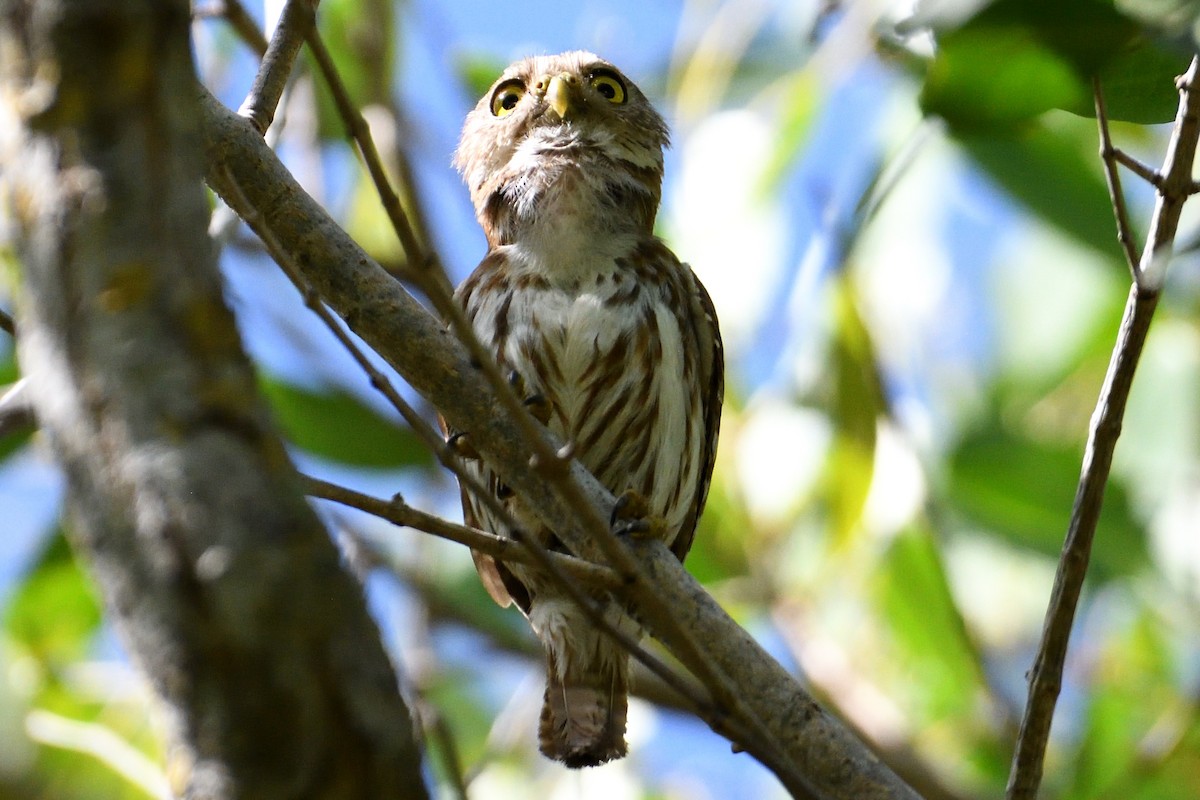 Ferruginous Pygmy-Owl - ML590364231