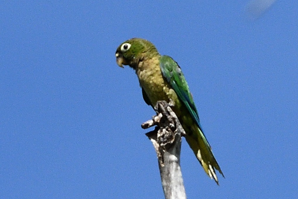 Olive-throated Parakeet - ML590364481