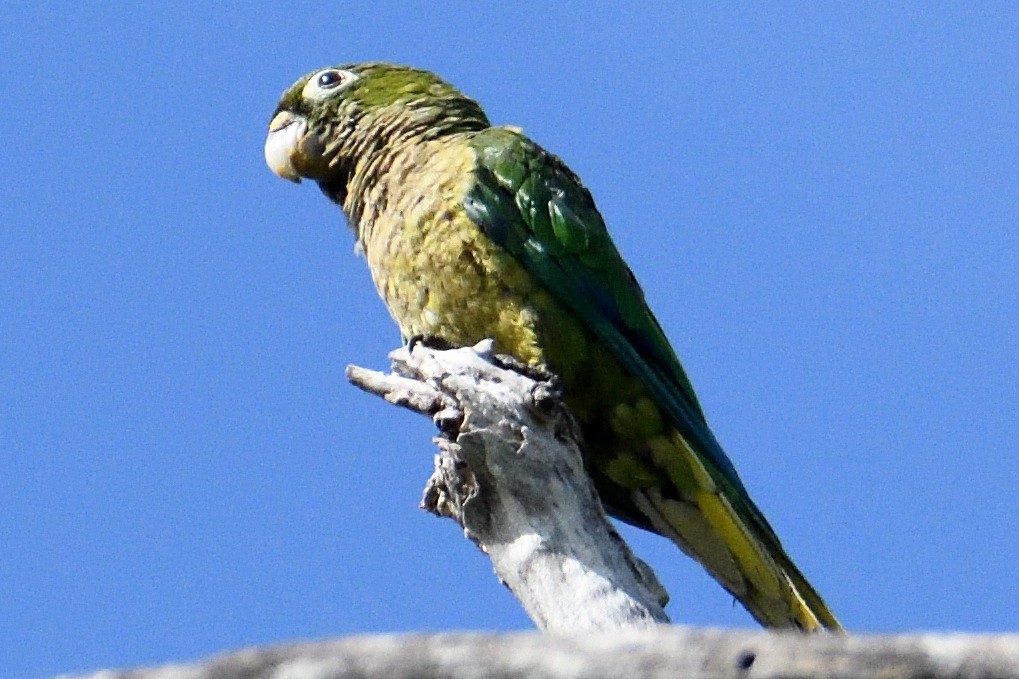 Olive-throated Parakeet - ML590364491