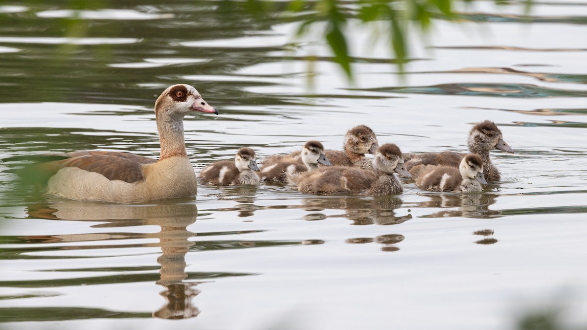 Egyptian Goose - Gaurav Manglik