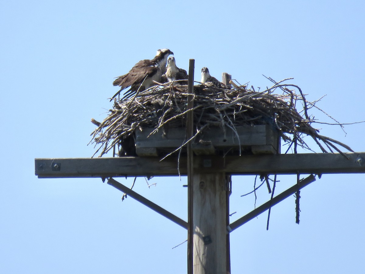 Osprey - Valerie Crecco