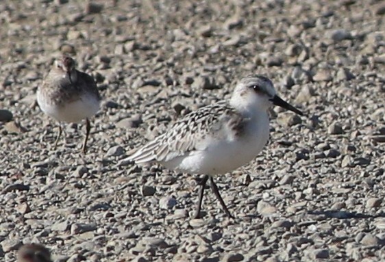 Sanderling - Pete Dunten