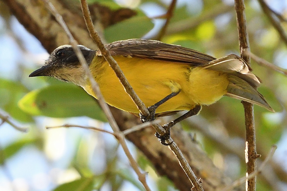 Social Flycatcher - ML590364911