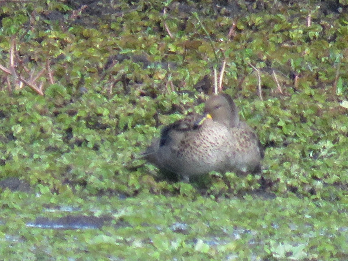 Yellow-billed Teal - ML590364991