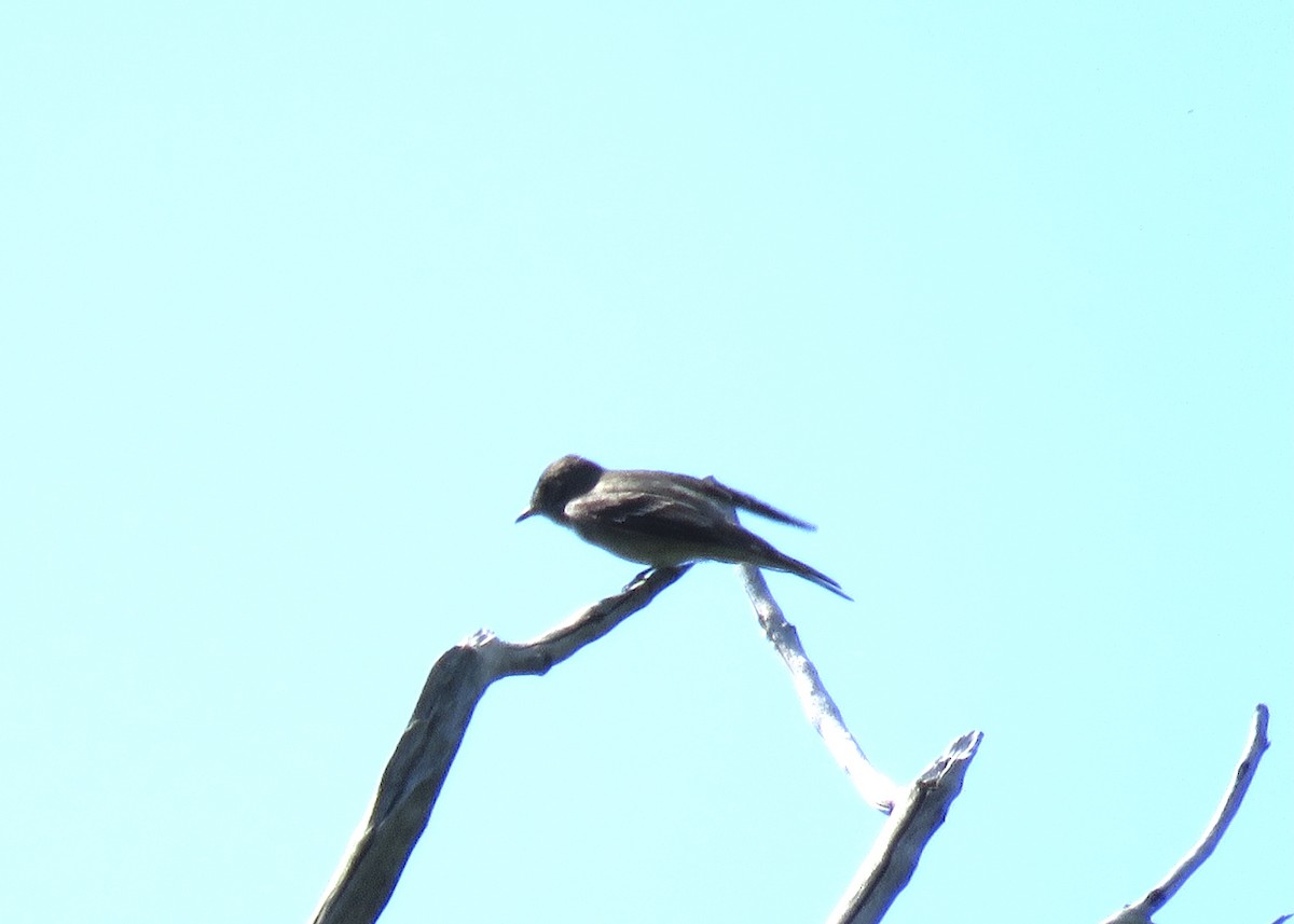 Western Wood-Pewee - ML590365141