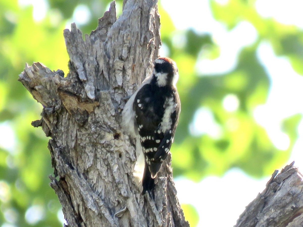 Downy Woodpecker - ML590365241