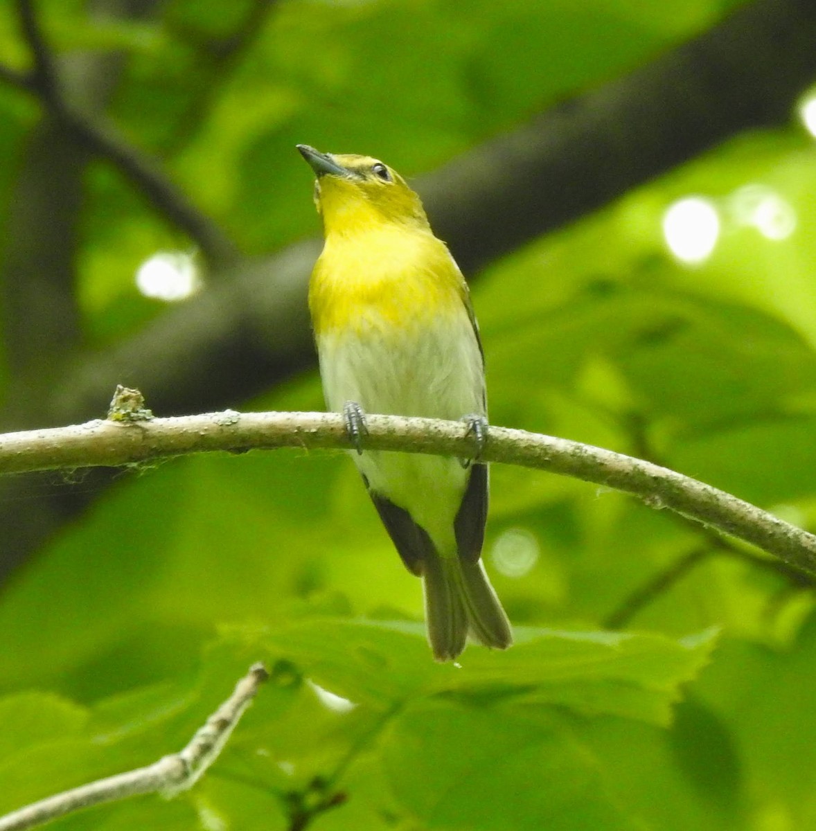 Yellow-throated Vireo - Bruce Hoover