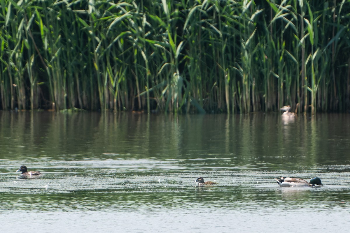 Ruddy Duck - ML590365421