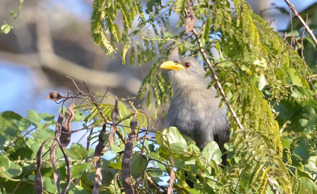 Green Malkoha - ML590367531