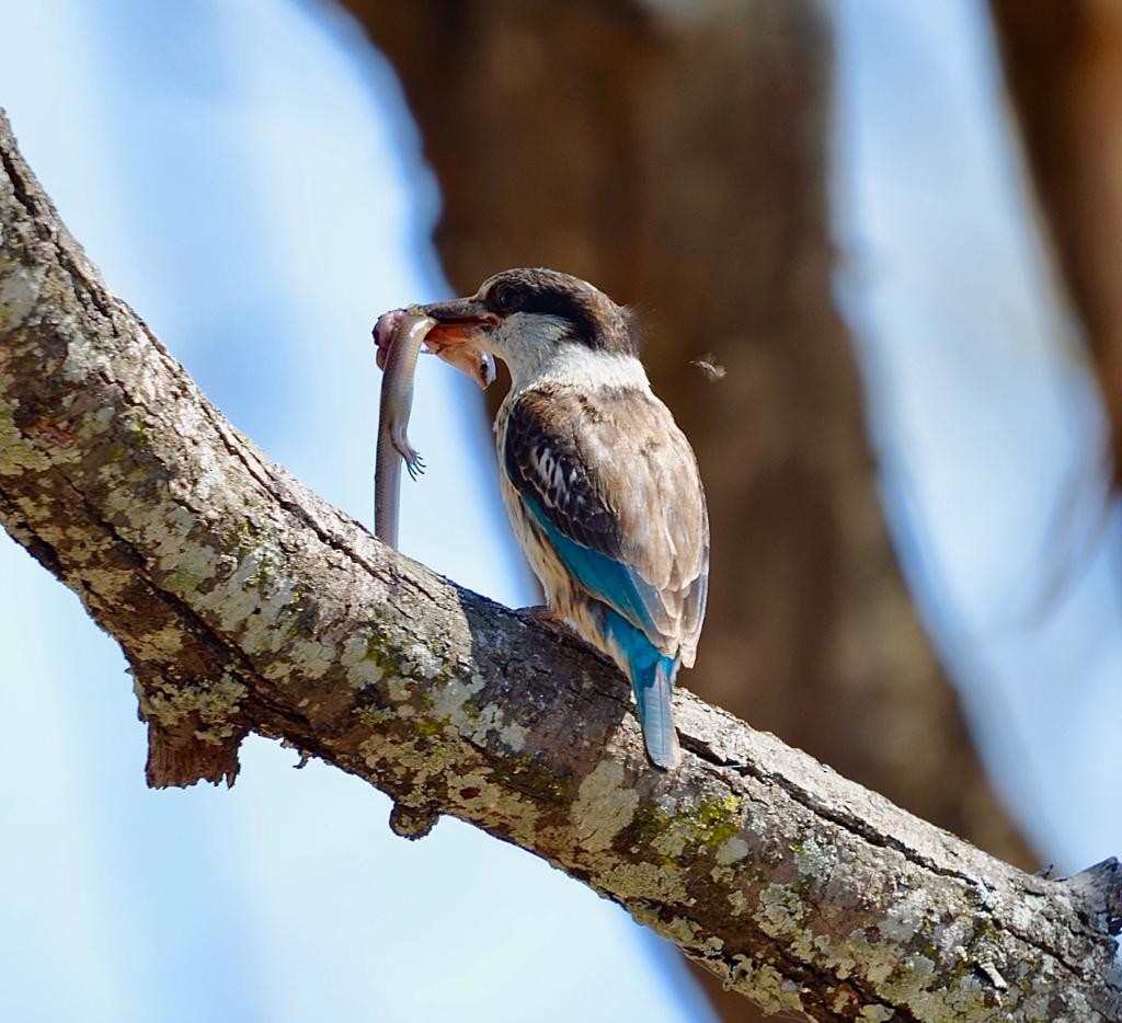 Striped Kingfisher - ML590367551