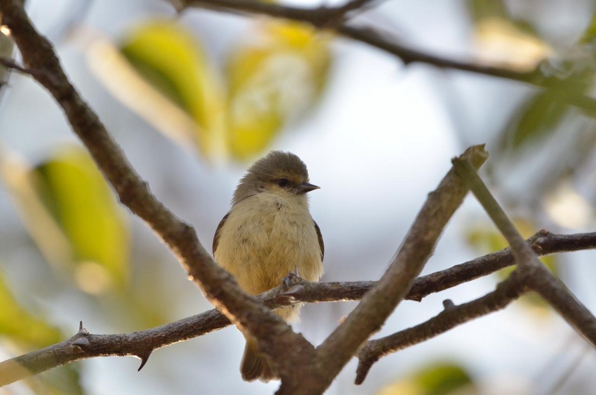 African Penduline-Tit - ML590367611