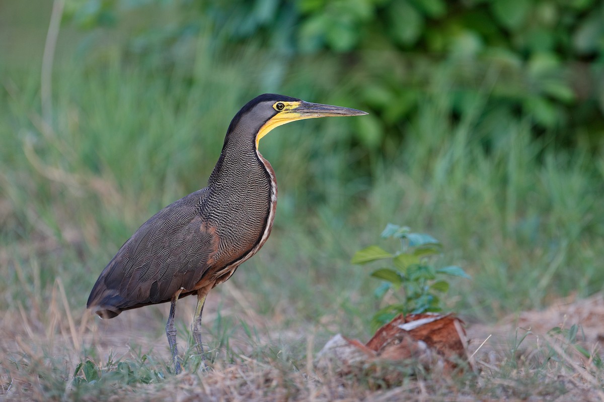 Bare-throated Tiger-Heron - ML590367711