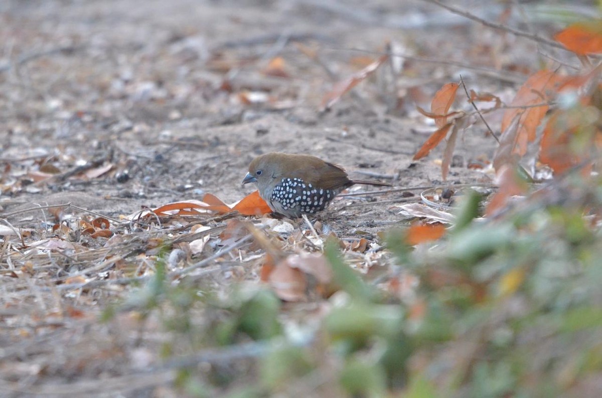 Pink-throated Twinspot - Luke Goddard