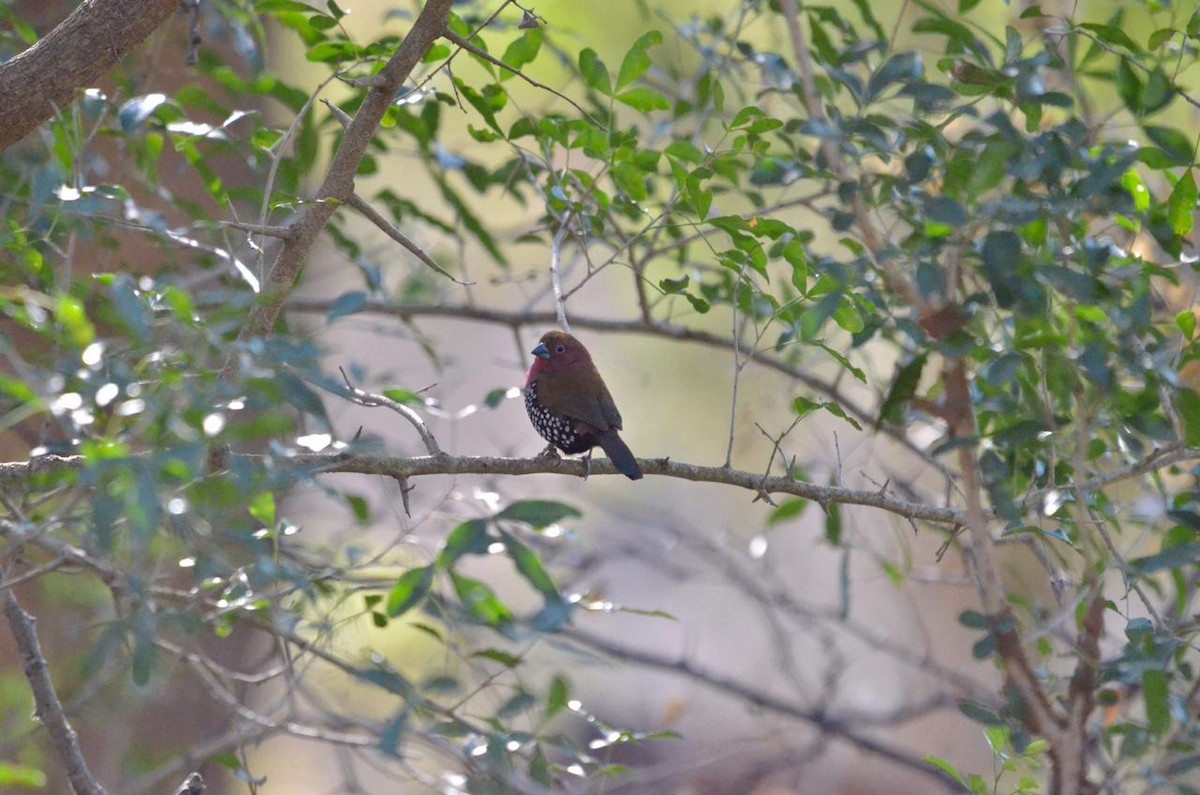 Pink-throated Twinspot - ML590367771