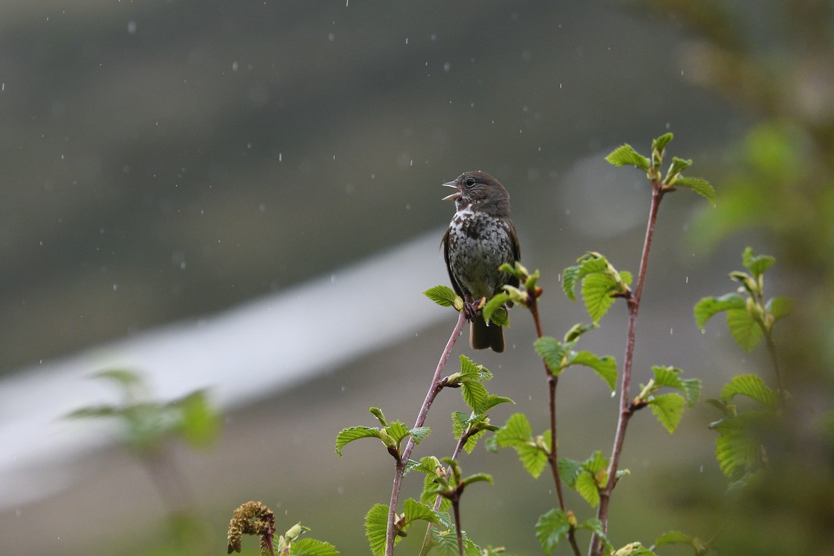 Fox Sparrow (Sooty) - Shane Carroll