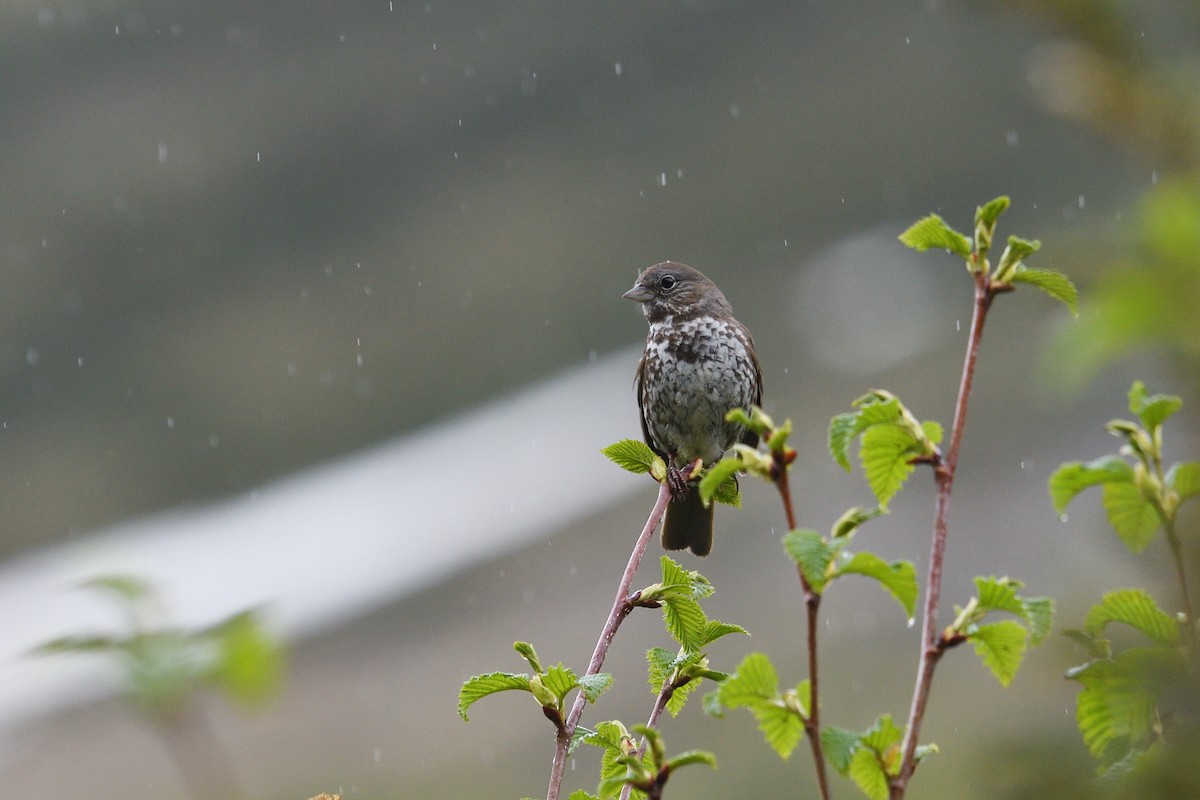 Fox Sparrow (Sooty) - Shane Carroll