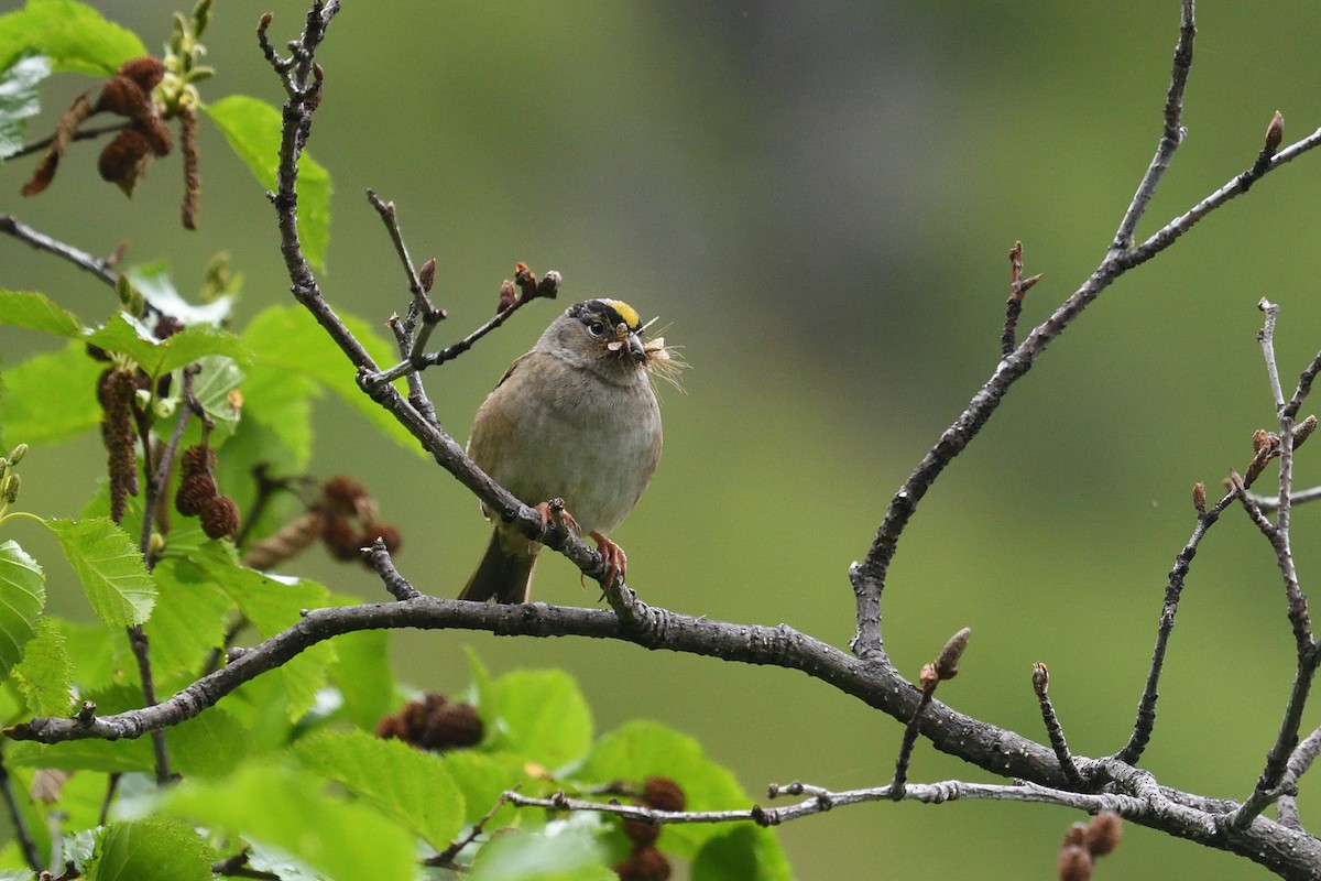 Golden-crowned Sparrow - Shane Carroll