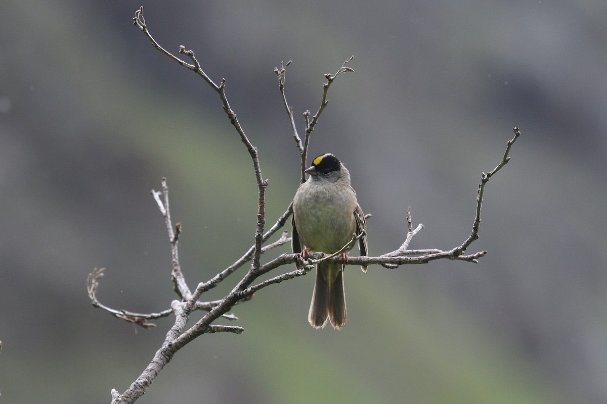 Golden-crowned Sparrow - Shane Carroll