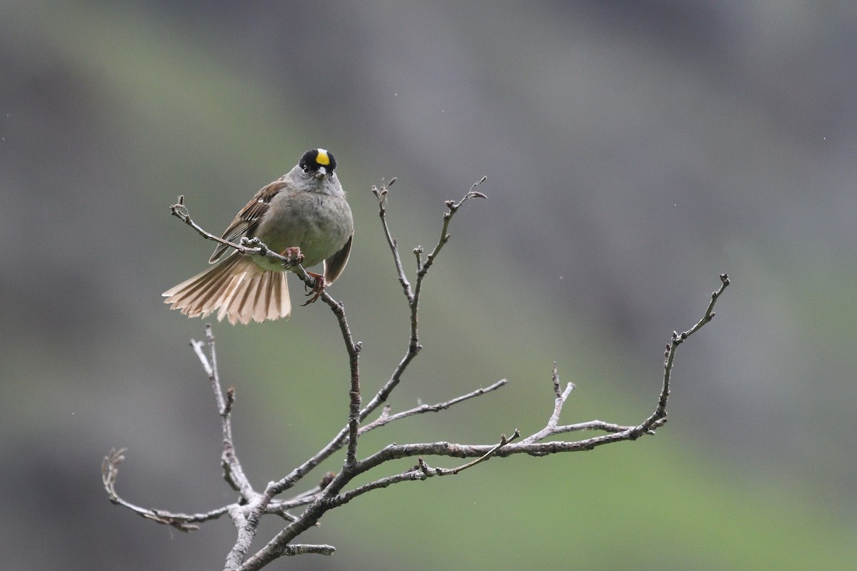 Golden-crowned Sparrow - Shane Carroll