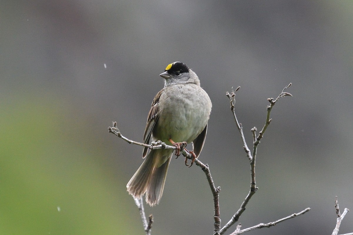 Golden-crowned Sparrow - Shane Carroll