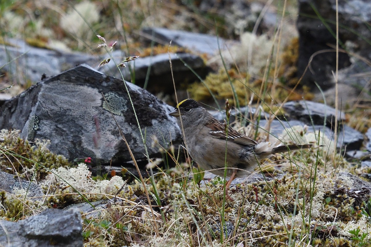 Bruant à couronne dorée - ML590368081