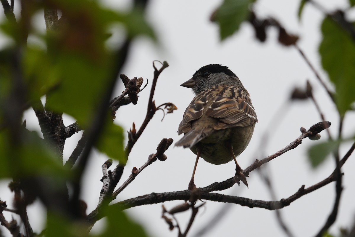 Golden-crowned Sparrow - Shane Carroll