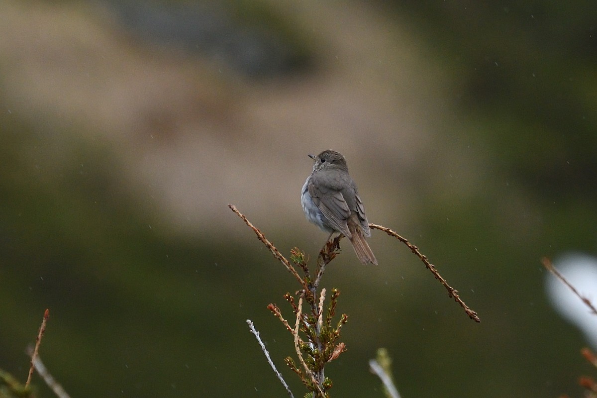 Hermit Thrush - Shane Carroll