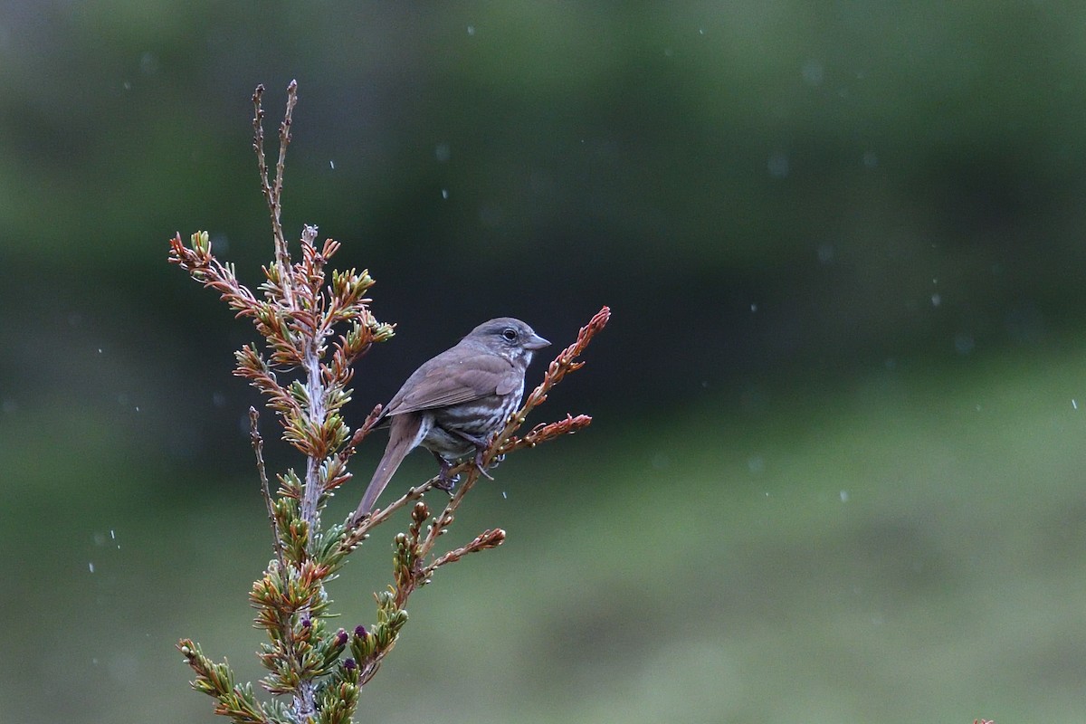 Fox Sparrow (Sooty) - Shane Carroll