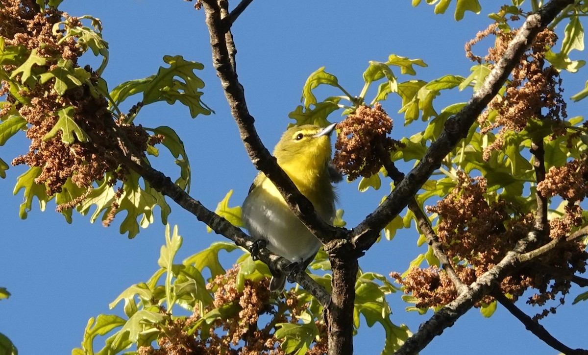 Viréo à gorge jaune - ML590368731