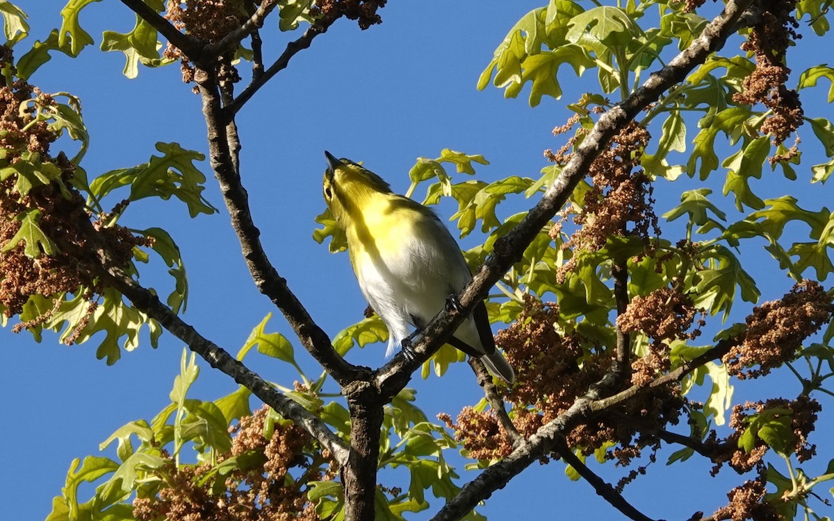 Yellow-throated Vireo - ML590368741