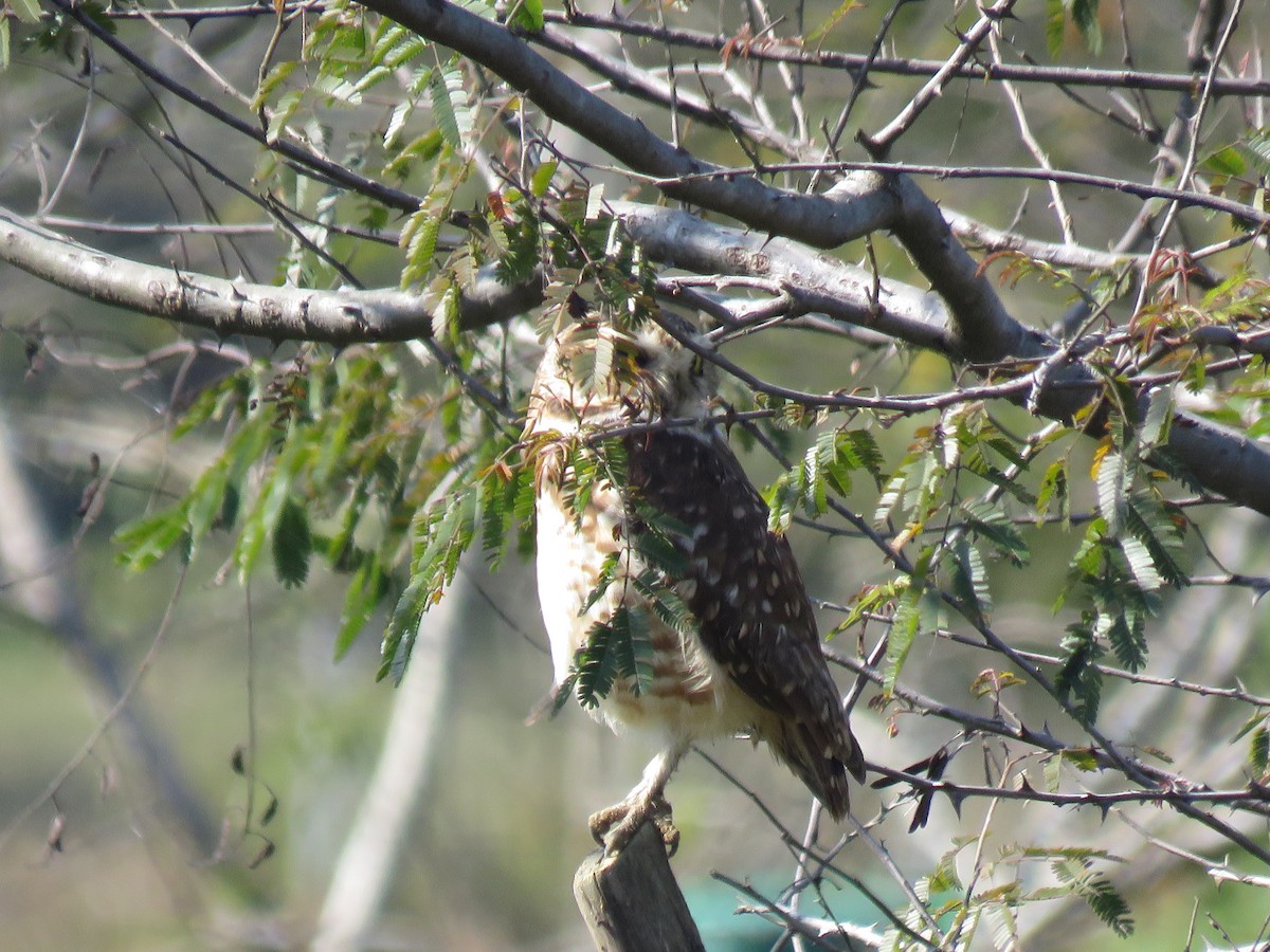 Burrowing Owl - Romeu Gama