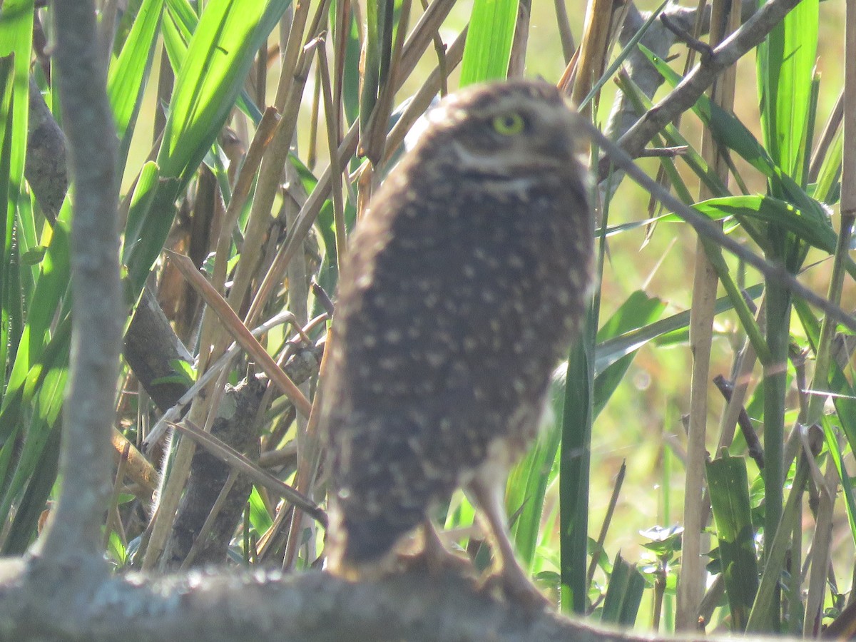 Burrowing Owl - Romeu Gama