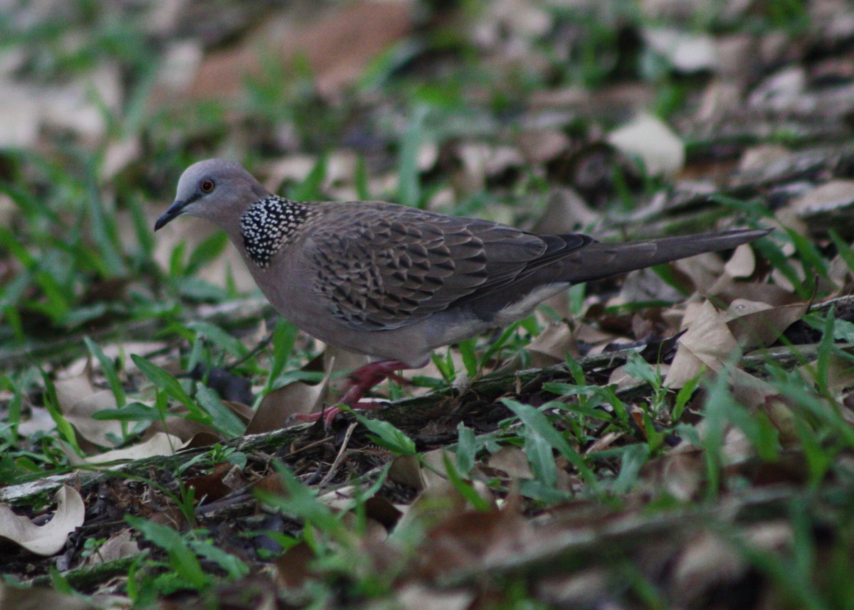 珠頸斑鳩 - ML59036931