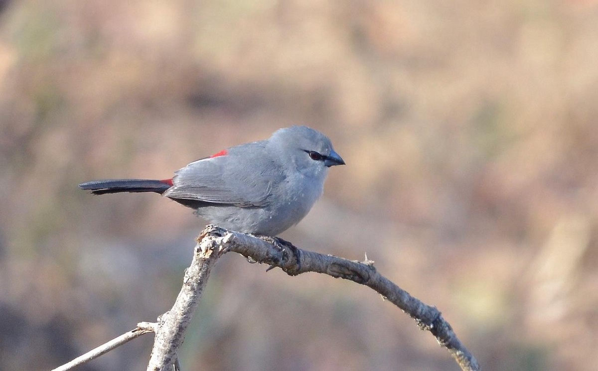 Black-tailed Waxbill - ML590369331