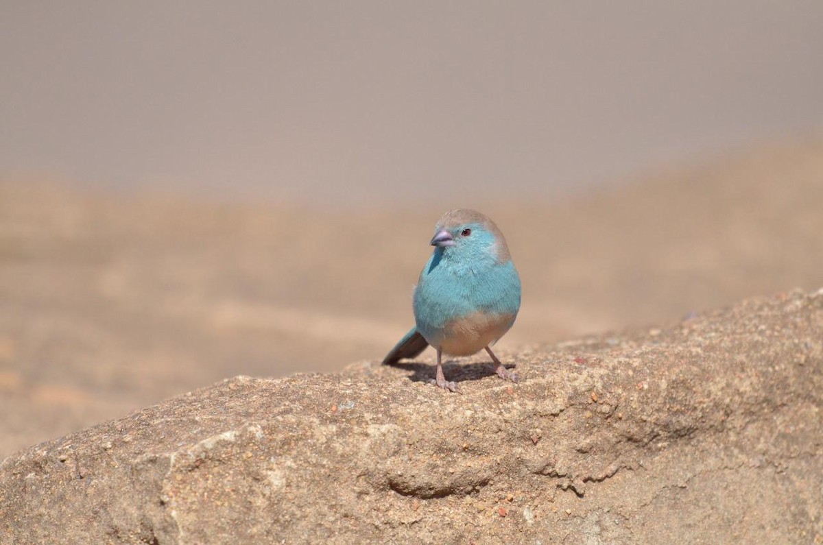 Southern Cordonbleu - Luke Goddard