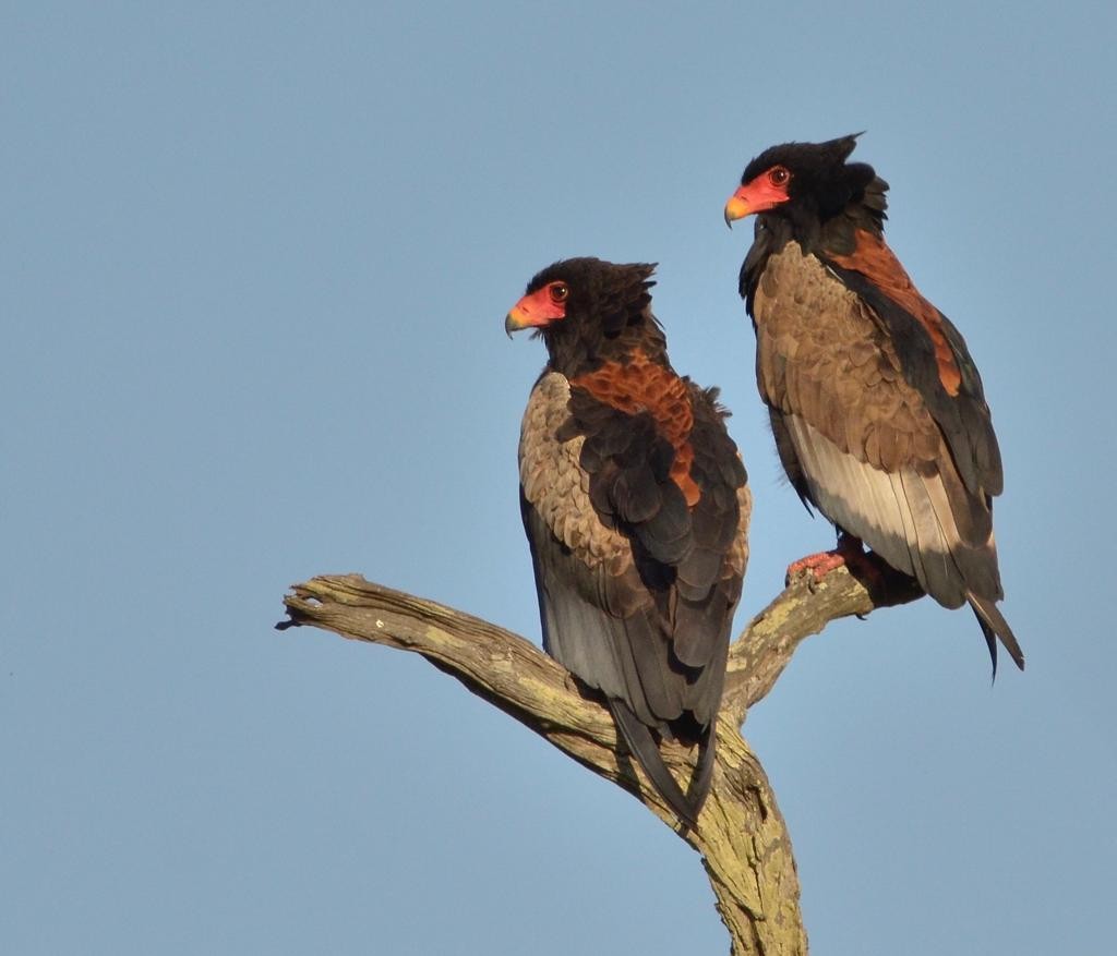 Bateleur des savanes - ML590369541