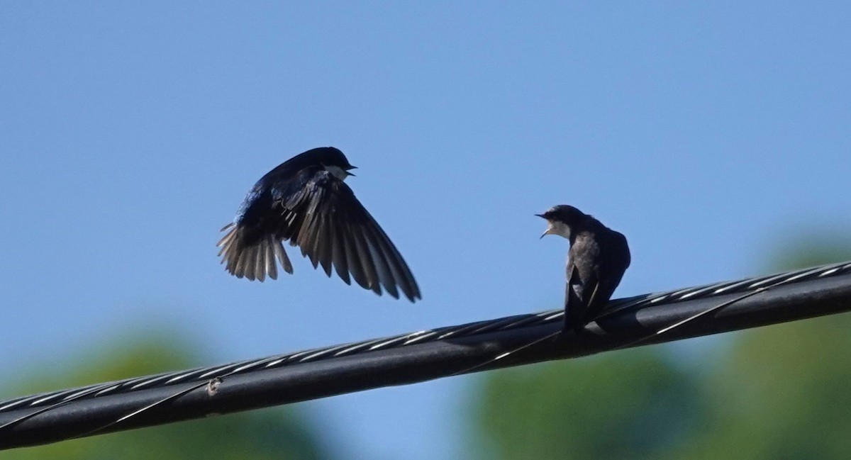 Tree Swallow - ML590369891