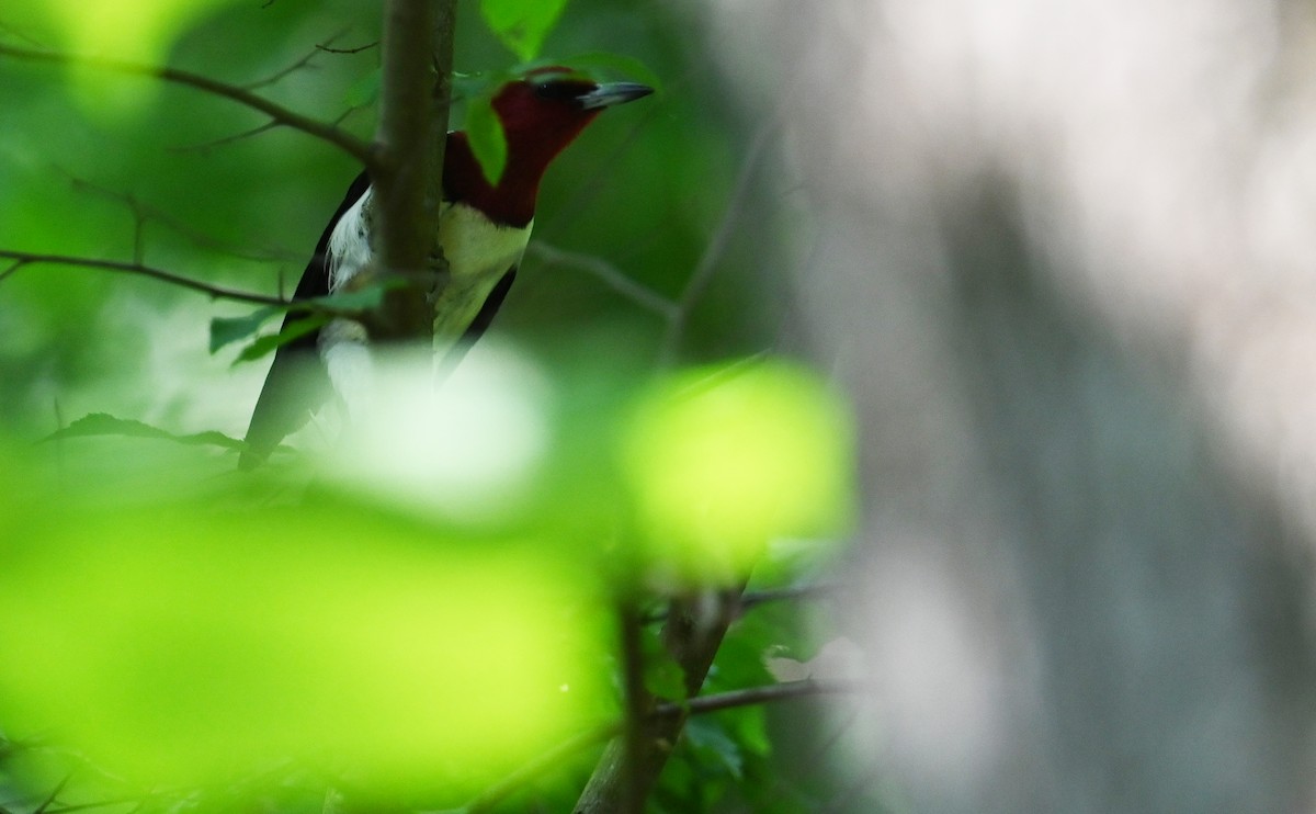 Red-headed Woodpecker - ML590370951