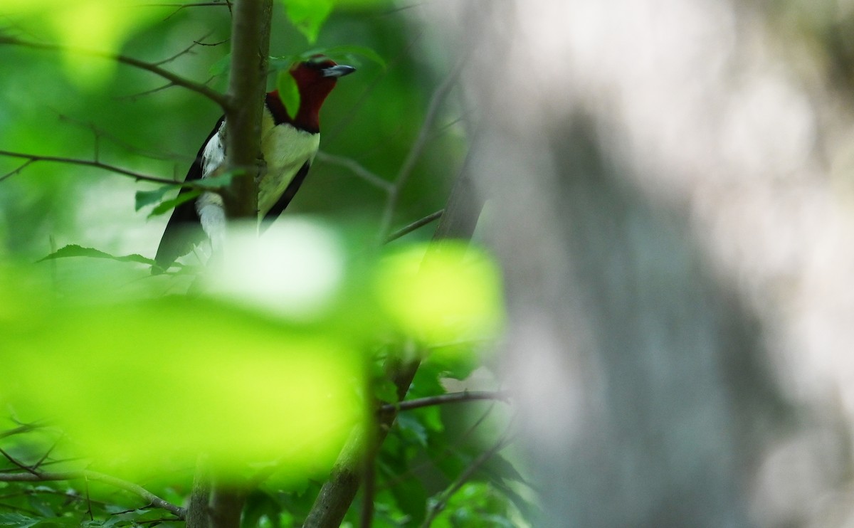 Red-headed Woodpecker - ML590370991