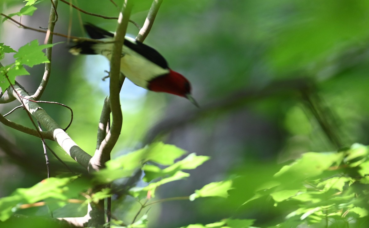 Red-headed Woodpecker - ML590371001