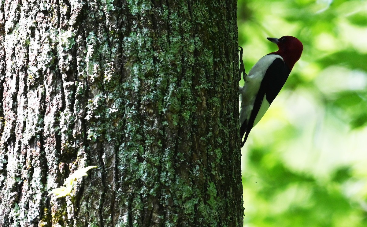 Red-headed Woodpecker - ML590371081
