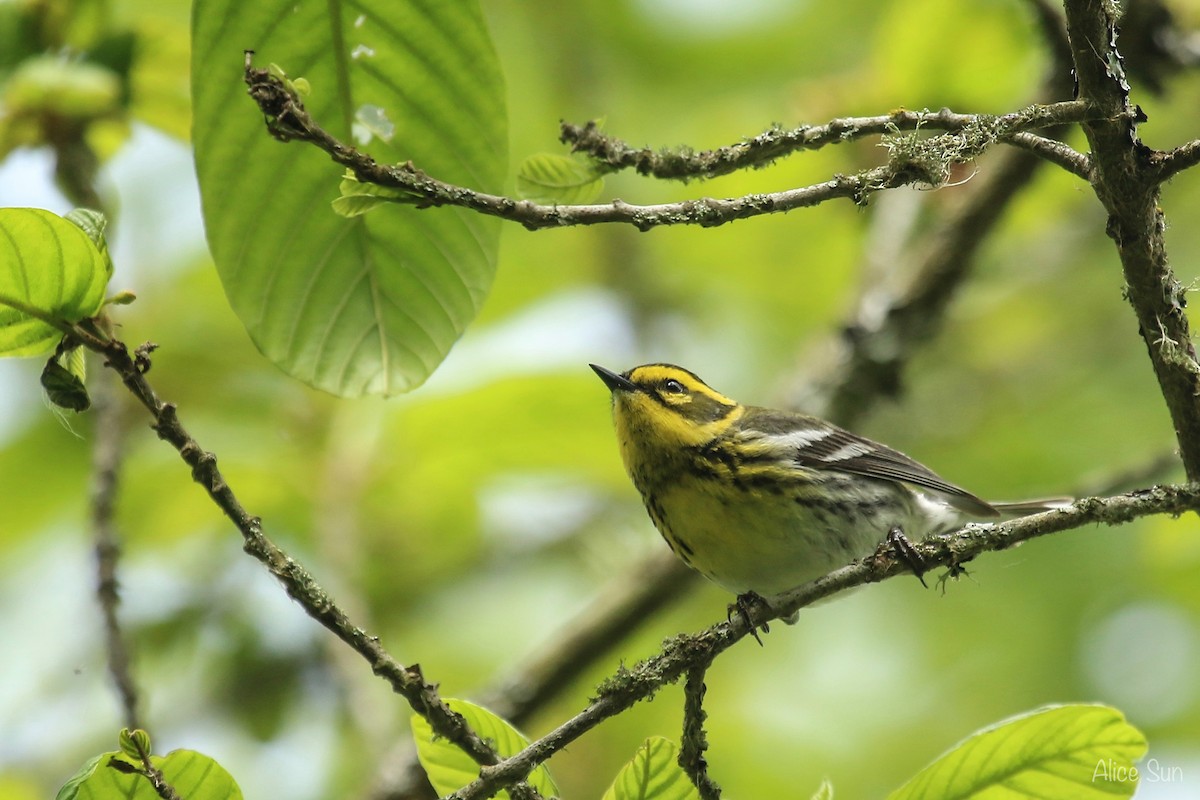 Townsend's Warbler - ML59037111