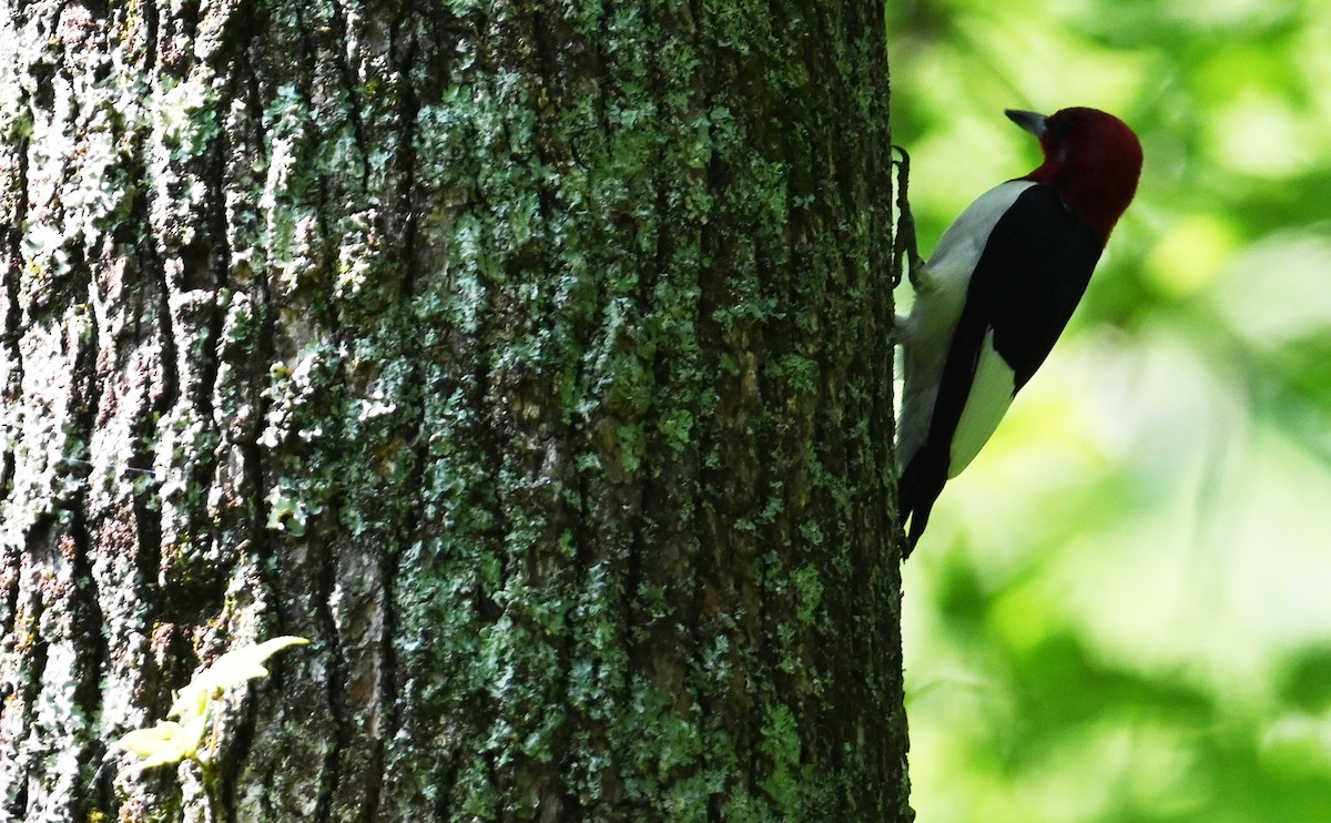 Red-headed Woodpecker - Rob Bielawski