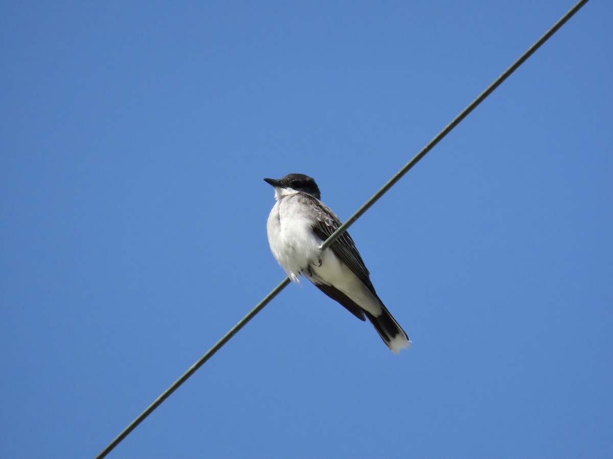 Eastern Kingbird - ML590371391