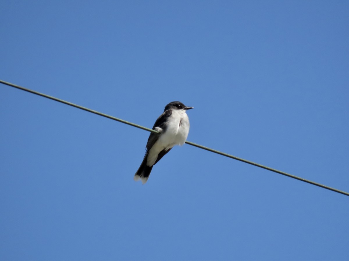 Eastern Kingbird - ML590371401